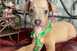 Vincent - Italian Greyhound for sale