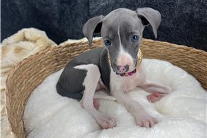 Elena - Italian Greyhound for sale