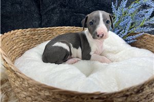 Devon - Italian Greyhound for sale