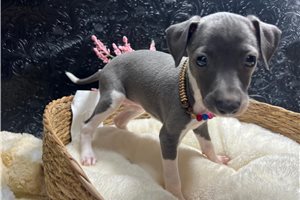 Ember - Italian Greyhound for sale