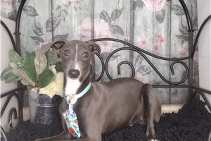 Omar - Italian Greyhound for sale