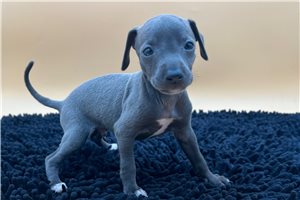 Brooks - Italian Greyhound for sale