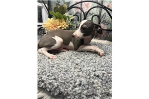 Lenny - Italian Greyhound for sale