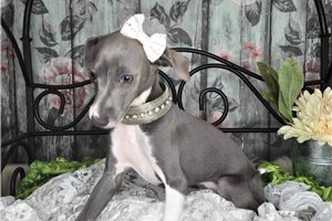 Gianna - Italian Greyhound for sale