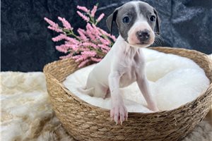 Daisy - Italian Greyhound for sale