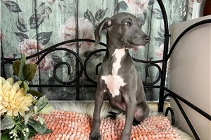 Kimmy - Italian Greyhound for sale