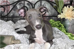 Grayson - Italian Greyhound for sale