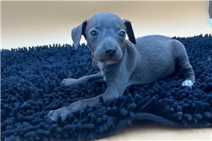 Brielle - Italian Greyhound for sale