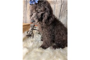 Lance - Poodle, Miniature for sale