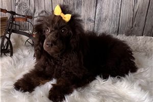 Callie - Poodle, Miniature for sale