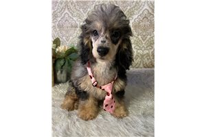 Jonah - Poodle, Miniature for sale