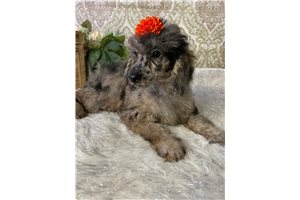 June - Poodle, Miniature for sale
