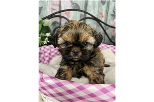 Stacey - Shih Tzu for sale