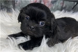 Briella - Shih Tzu for sale