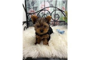 Stan - Yorkshire Terrier - Yorkie for sale