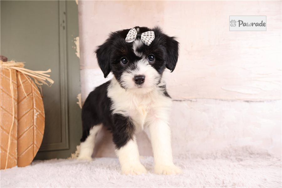 Tulip - Aussiedoodle for sale
