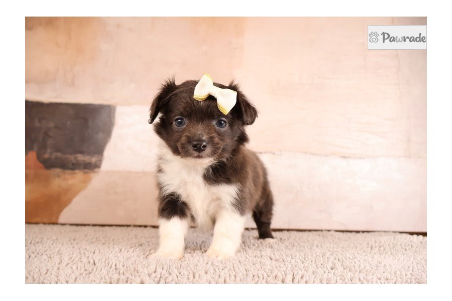 Sonya - Chihuahua for sale