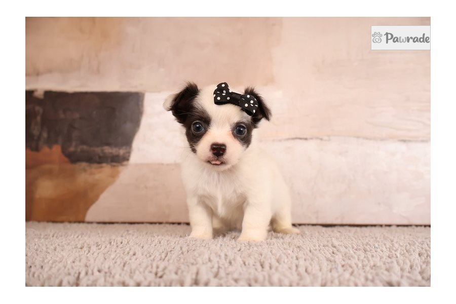 Sophie - Chihuahua for sale