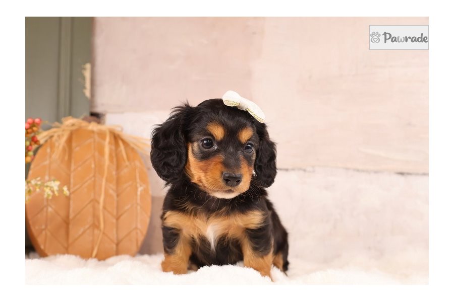Tabbie - Mini Dachshund for sale