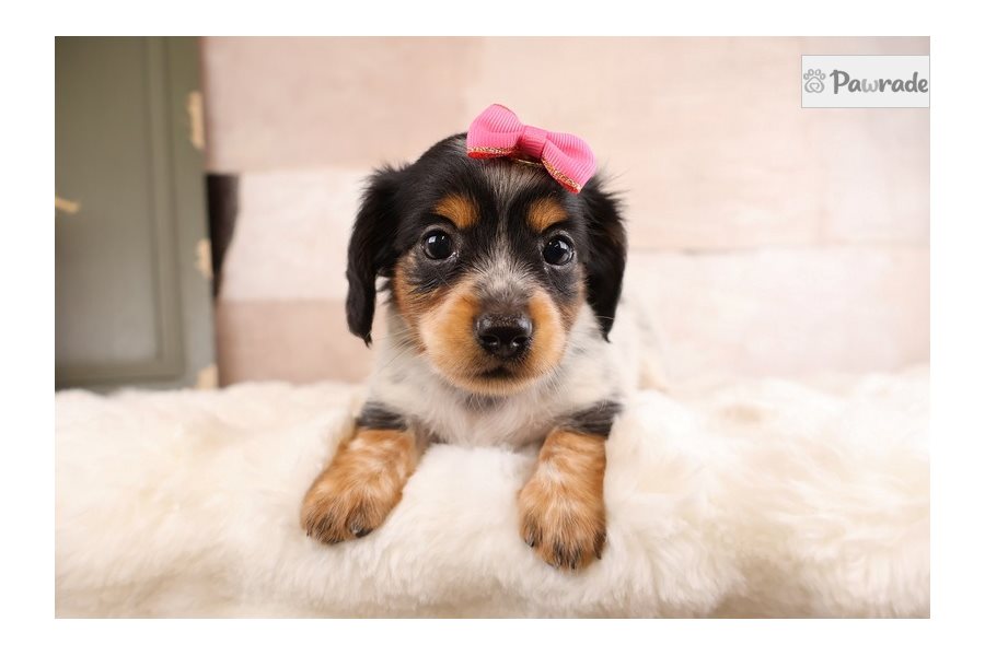 Tabitha - Mini Dachshund for sale