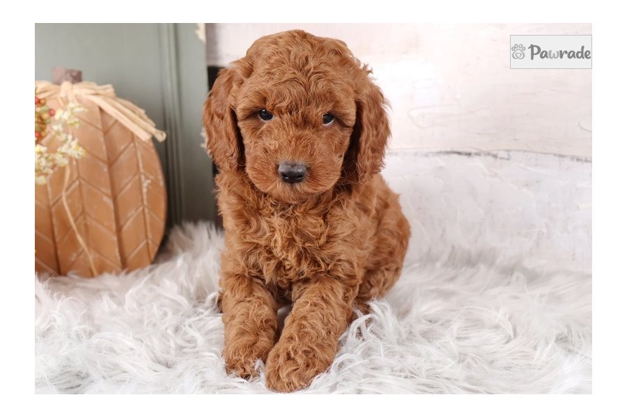Theo - Mini Goldendoodle for sale