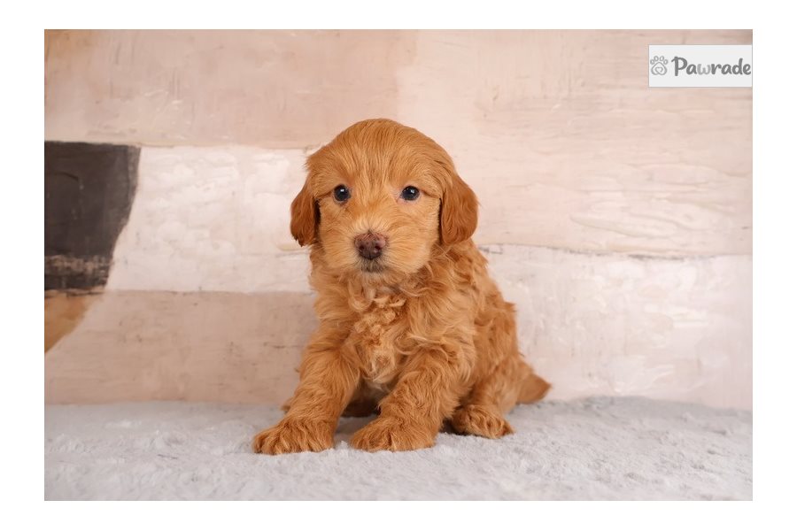 Tatum - Miniature Poodle for sale