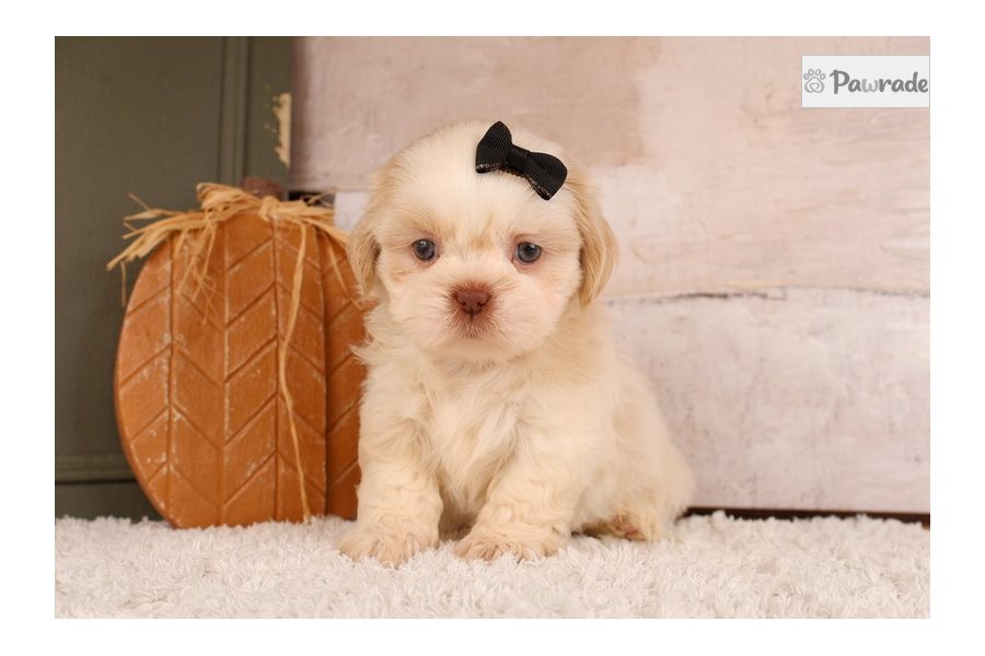Taka, female Shih Tzu puppy for sale