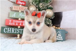 Violet - Alaskan Klee Kai for sale
