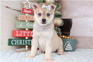 Vanna - Alaskan Klee Kai for sale