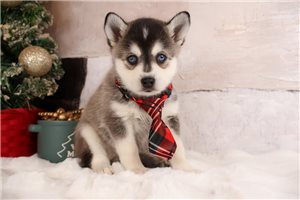 Kade - Alaskan Klee Kai for sale