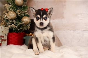 Katie - Alaskan Klee Kai for sale