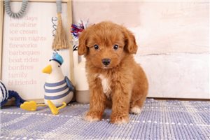 Bailey - puppy for sale