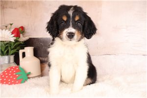 Easton - Aussiedoodle for sale
