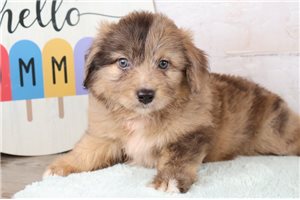 Linus - puppy for sale