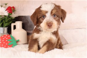 Elias - puppy for sale