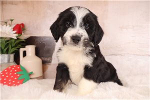 Edgar - Aussiedoodle for sale