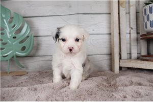 Gideon - Aussiedoodle for sale