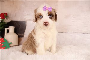 Erica - Aussiedoodle for sale