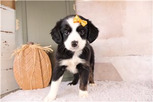 Tuesday - puppy for sale