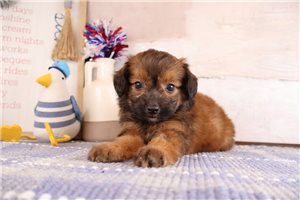 Banjo - puppy for sale