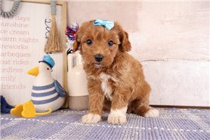 Babe - Aussiedoodle for sale