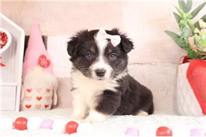 Emma - Aussiedoodle for sale