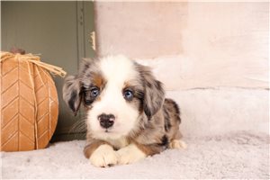 Tino - puppy for sale