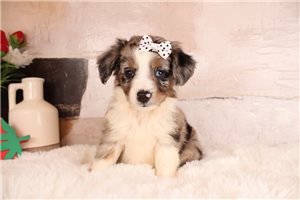Ester - puppy for sale