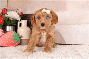 Maeve - Aussiedoodle for sale