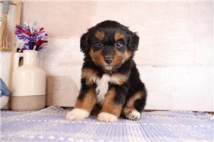 Bandit - puppy for sale