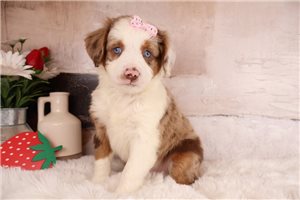 Elizabeth - Aussiedoodle for sale