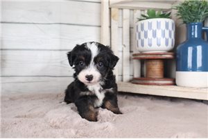 Grant - Aussiedoodle for sale