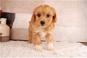 Mark - Aussiedoodle for sale