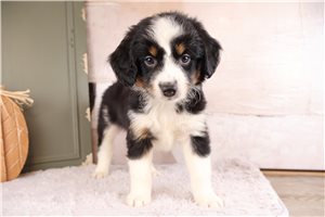 Titch - puppy for sale